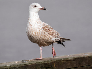 A injured seagull in the harbour of gothenburg.