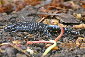 Spotted salamander
