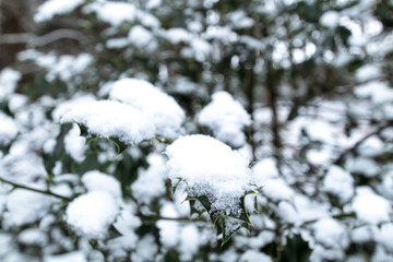 Holly tree covered with snow in a European winter snow-covered landscape.