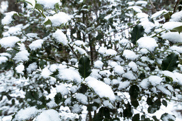 Holly tree covered with snow in a European winter snow-covered landscape.