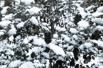 Holly tree covered with snow in a European winter snow-covered landscape.