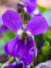 Macro photography of wild sweet violet flower or viola odorata in the forest