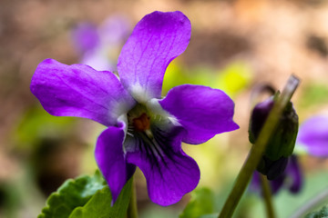 Macro photography of wild sweet violet flower or viola odorata in the forest