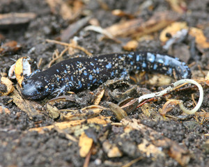 Spotted salamander