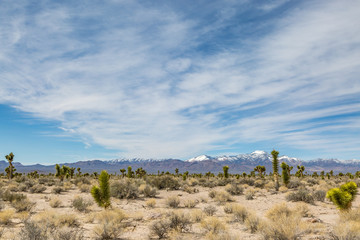 Fototapeta na wymiar A Nevada desert landscape viewed from the Extraterrestrial Highway, with Joshua trees in the foreground and snowcapped mountains behind