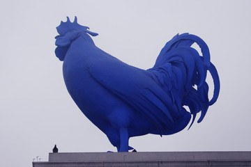 Big blue cock  (Galo azul de Londres)