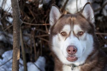 Portrait of brown husky dog, Looking At Camera.