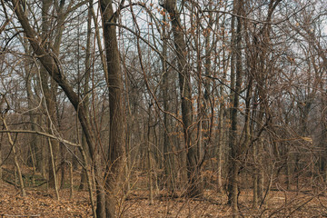 Fototapeta na wymiar trees in the forest in winter