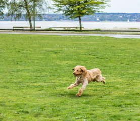Happy Labradoodle dog running in a grassy field.