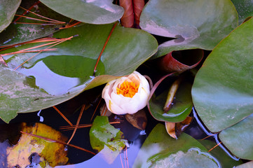 Flor de Loto