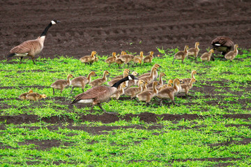 Geese and goslings