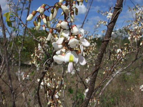 Primer plano de las flores de una leguminosa