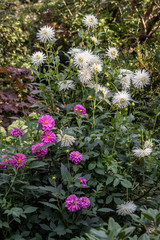 White and pink dahlia in a summer garden