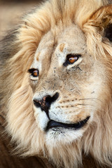 Close-up of a Kalahari male lion thats carefully watching over it shoulder while another lion is approaching. Panthera leo