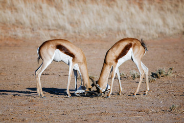 Spring-buck during a territorial fight in the Kgalagadi desert. Antidorcas marsupialis