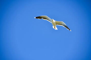 Seagull on blue sky
