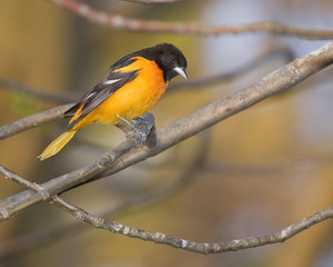 Oriole on branch