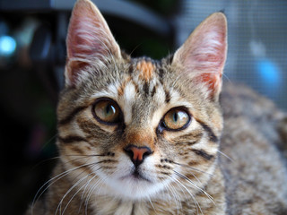 Portrait of a cute brown and white female cat