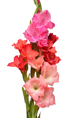 Beautiful  multicolored bouquet gladiolus delicate flower isolated on white background. Nature, macro. Creative spring concept. Floral, object. Flat lay, top view