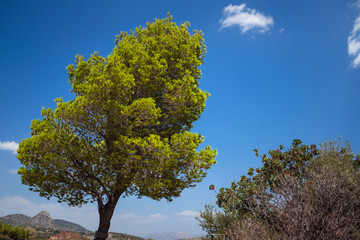 Obraz premium Baum vor blauem Himmel