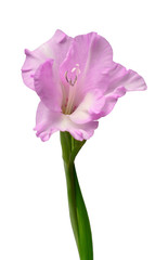 Beautiful purple gladiolus delicate flower isolated on white background. Nature, macro. Creative spring concept. Floral, object. Flat lay, top view