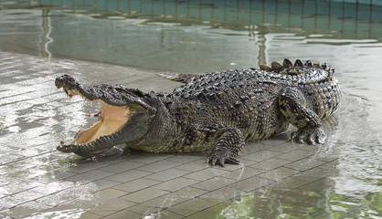 Monster crocodile show