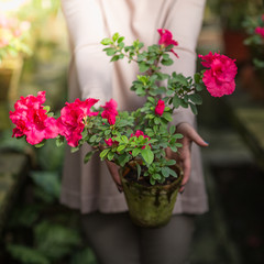 Fototapeta na wymiar Beautiful woman watering plants and gardening in greenhouse.