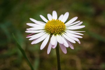 Macro shot of daisy flower or bellis perennis on the meadow
