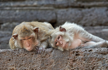 Two monkey lying and looking at the camera