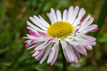 Macro shot of daisy flower or bellis perennis on the meadow © Milan
