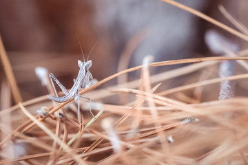Mantis, Gottesanbetering