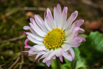Fototapeta premium Macro shot of daisy flower or bellis perennis on the meadow