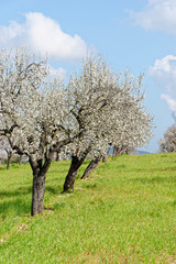 Mandelbäume in voller Blüte, Mallorca, Spanien