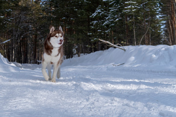 Siberian husky dog run on snow in winter forest.
