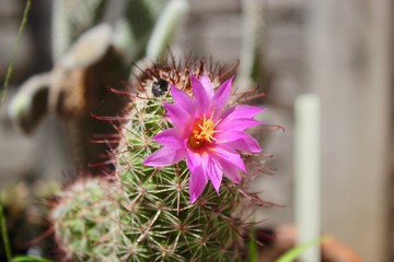 Mamillaria mazatlénsis, un cactus, en flor