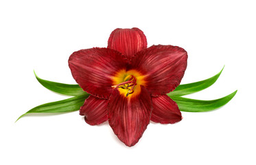 Fototapeta na wymiar Flower red day lily with leaf beautiful delicate isolated on white background with clipping path. Creative spring concept. Star shape. Floral pattern, object. Flat lay, top view