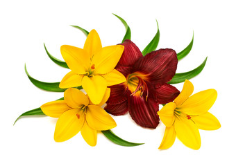 Flowers lilies yellow and burgundy with leaves isolated with clipping path. Beautiful bouquet. Creative spring concept. Floral pattern, object. Flat lay, top view