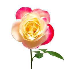 Rose flower multicolor yellow, white and red solated on white background with clipping path. Nature. Bouquet. Creative spring concept. Flat lay, top view. Love