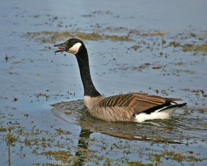 goose on water