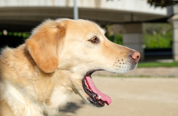 Naklejka na ściany i meble labrador retriever dog portrait open mouth blurred background