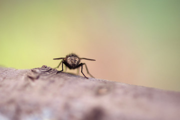 Fliege von hinten