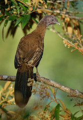 Grey-headed Chachalaca - Ortalis cinereiceps bird of the family Cracidae, related to the Australasian mound builders, breeds in lowlands from Honduras to Colombia