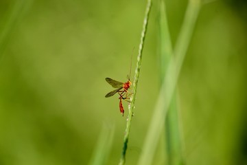 Insecto esperando por la presa en la cual dejará sus huevecillos.