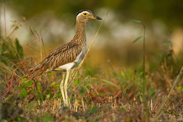 Double-striped Thick-knee - Burhinus bistriatus is stone-curlew family Burhinidae, resident breeder in Central and South America, Mexico, Colombia, Venezuela, Brazil, Nicaragua