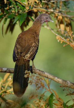 Grey-headed Chachalaca - Ortalis Cinereiceps Bird Of The Family Cracidae, Related To The Australasian Mound Builders, Breeds In Lowlands From Honduras To Colombia