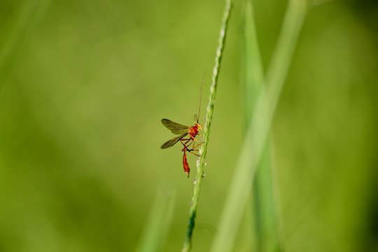 Insecto esperando por la presa en la cual dejar&aacute; sus huevecillos.