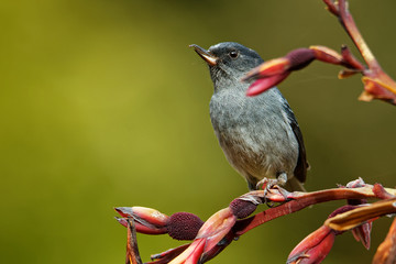 Slaty flowerpiercer - Diglossa plumbea  passerine bird endemic to the highlands of Costa Rica and western Panama, feeding on flowers