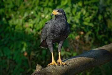 Common Black Hawk - Buteogallus anthracinus  a bird of prey in the family Accipitridae, formerly included the Cuban black-hawk (Buteogallus gundlachii) as a subspecies