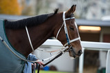 walking bay thoroughbred horse before race. Paris, France