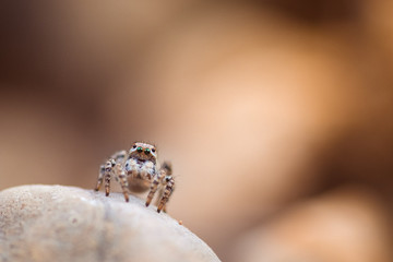 Springspinne auf Stein